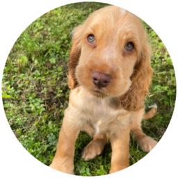 willowthegoldencocker.pages.dev favicon
