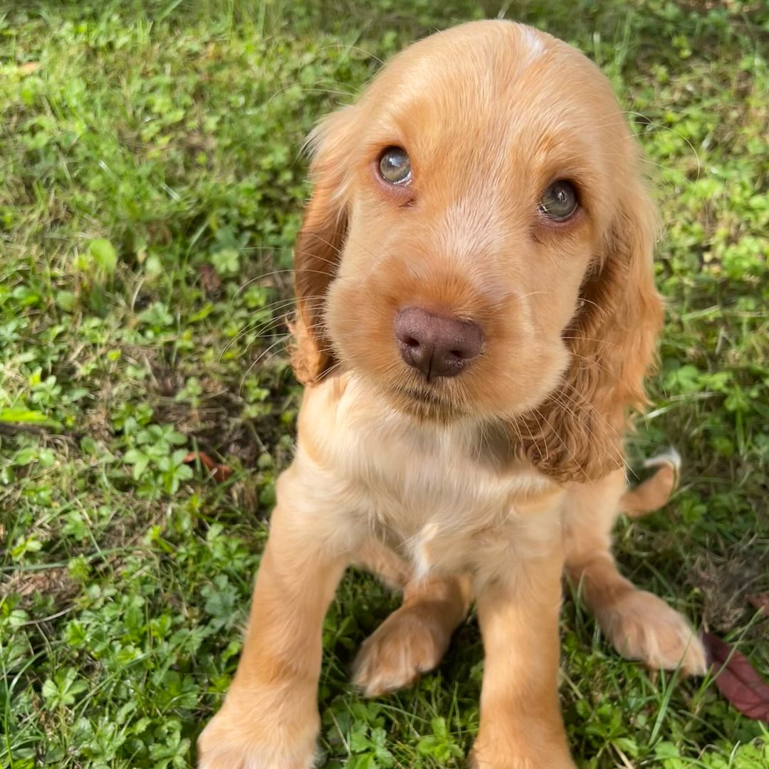 Willow